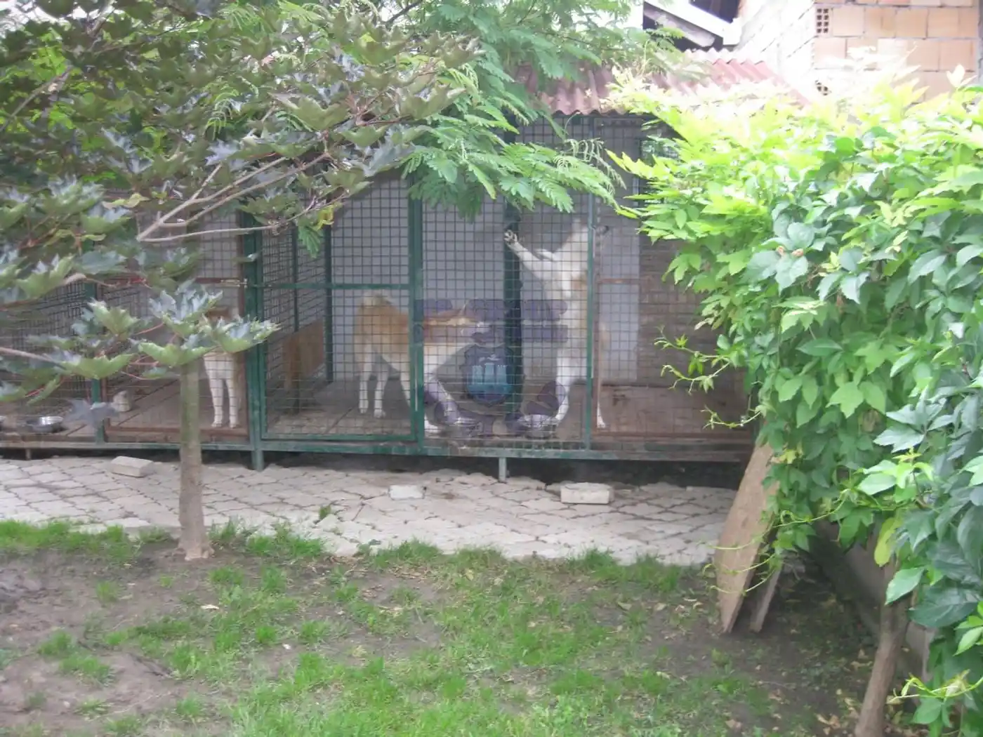 kuca na prodaju Veternik 320m2 368674