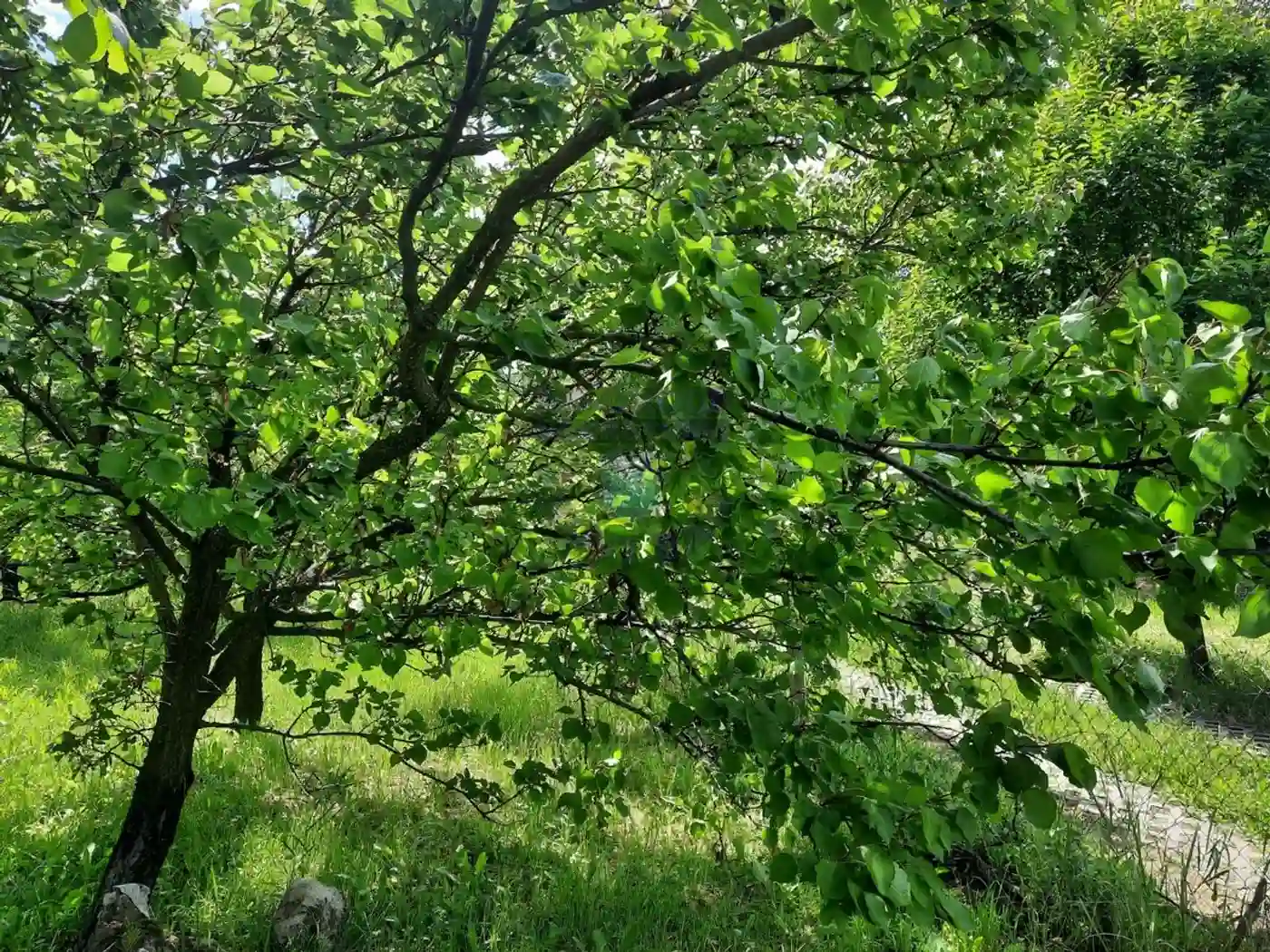 plac na prodaju Sremska Kamenica 3284m2 402195