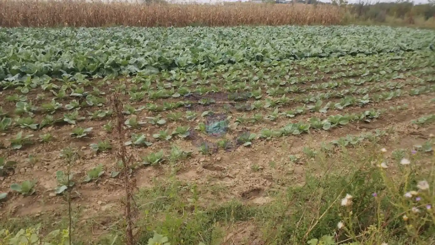 plac na prodaju Futog, 1294m2 413558