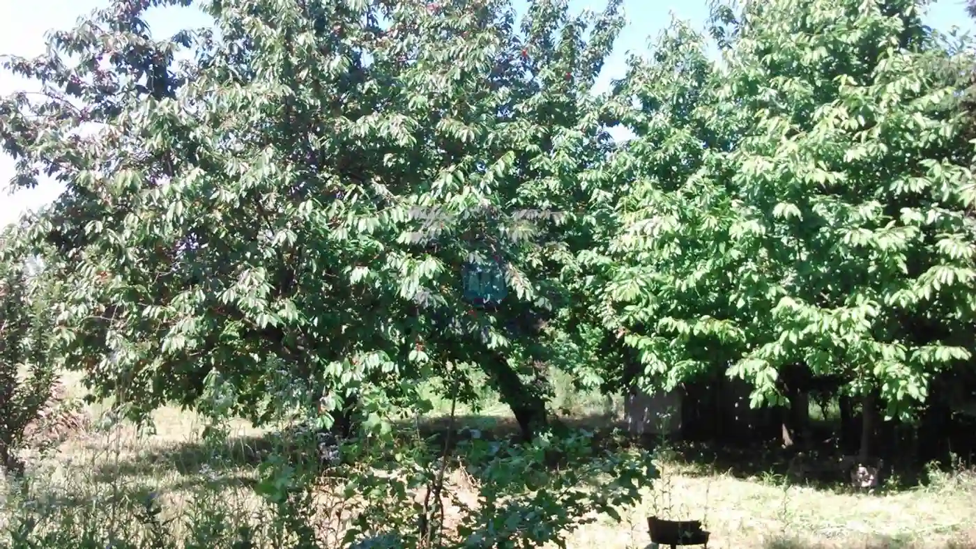 kuca na prodaju Sremski Karlovci 42m2 416399