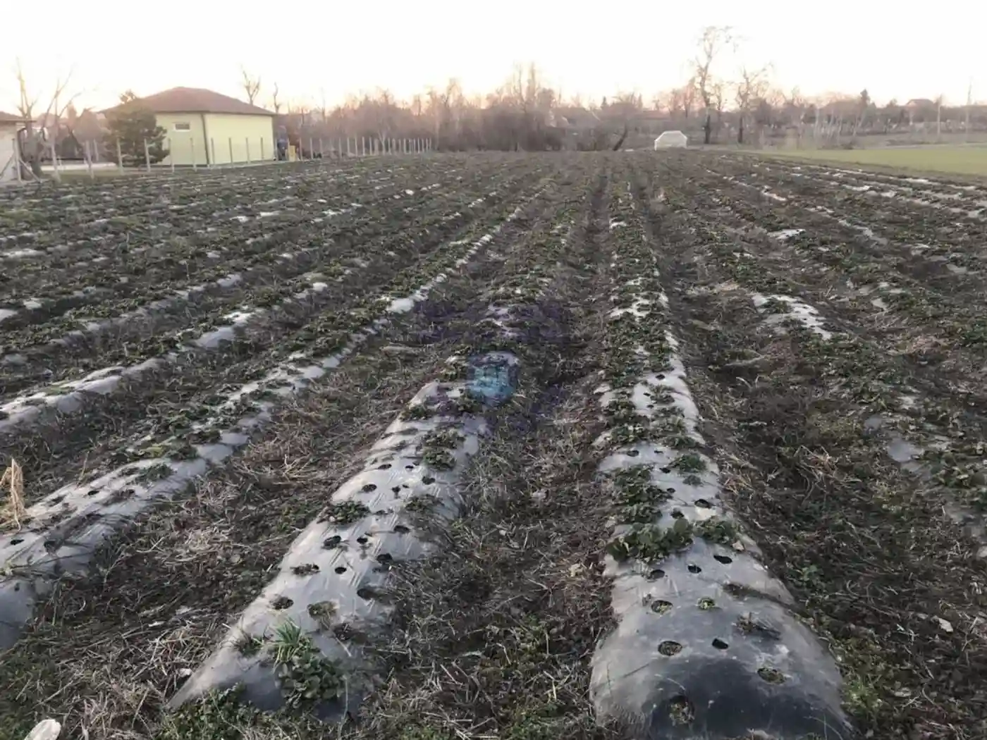 plac na prodaju Novi Sad 1411m2 440306