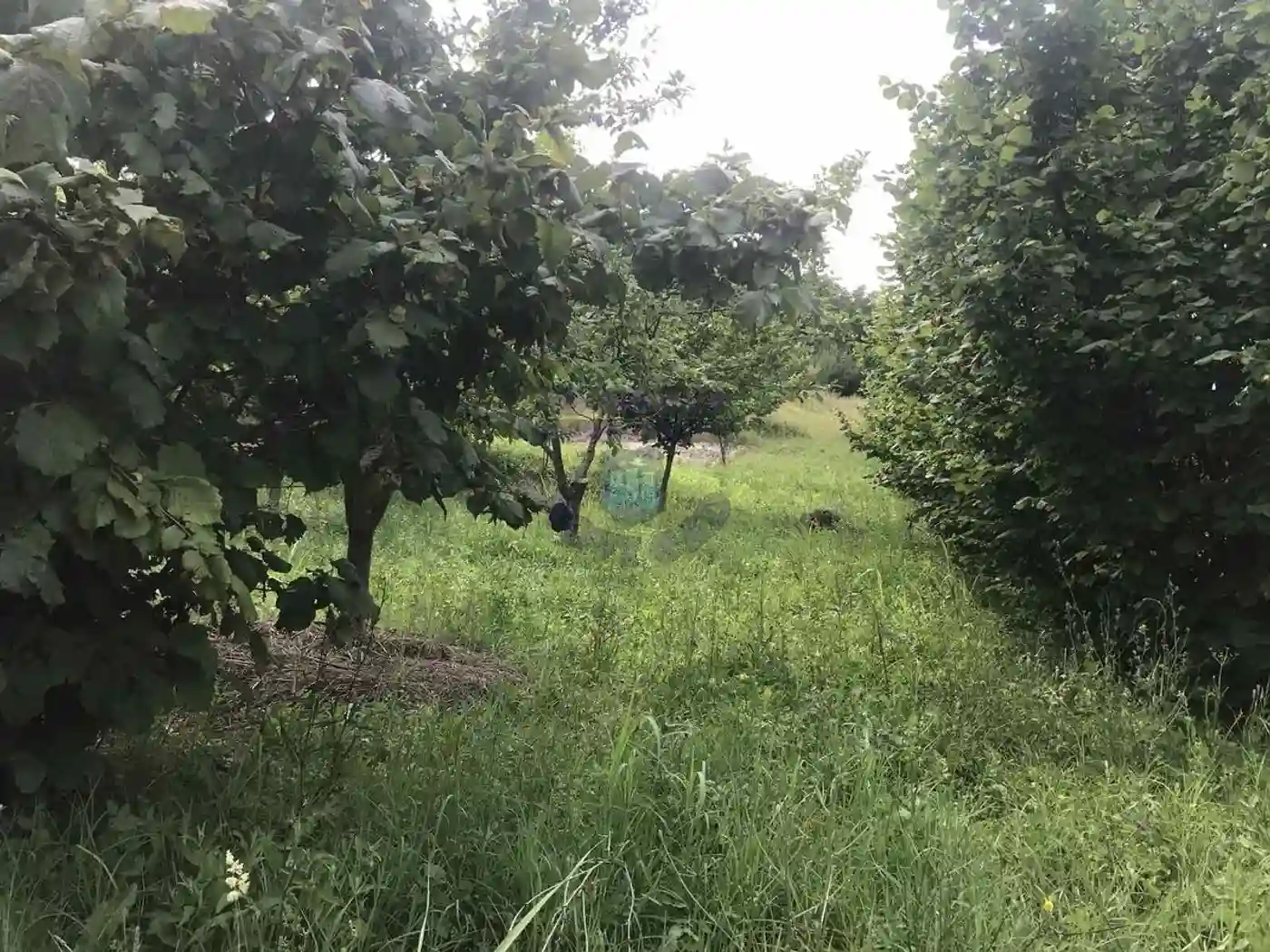 plac na prodaju Sremska Kamenica, 3525m2 458254