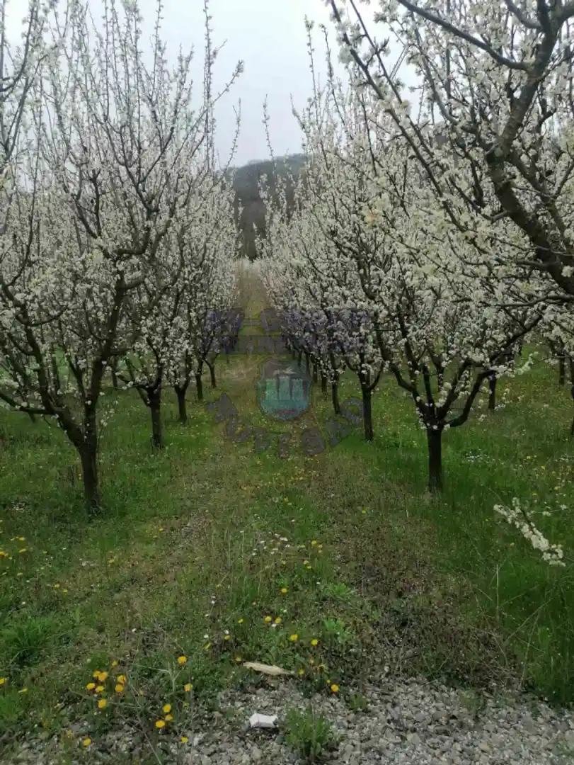 plac na prodaju Vrdnik 1003m2 472630