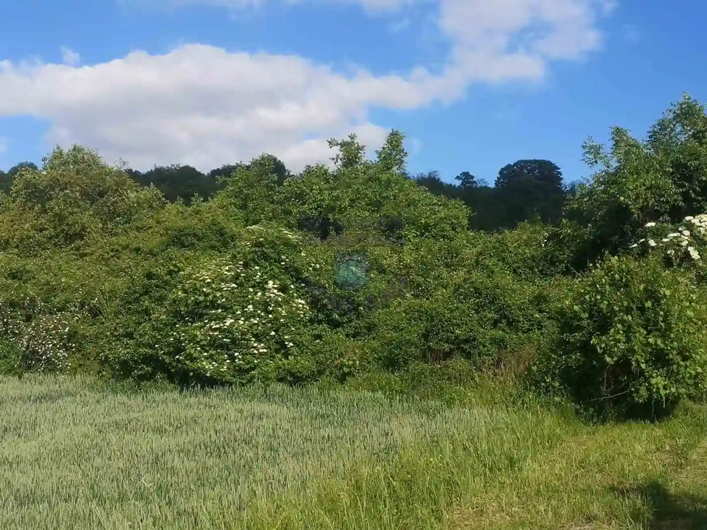 plac na prodaju Sremska Kamenica, 2752m2 473586