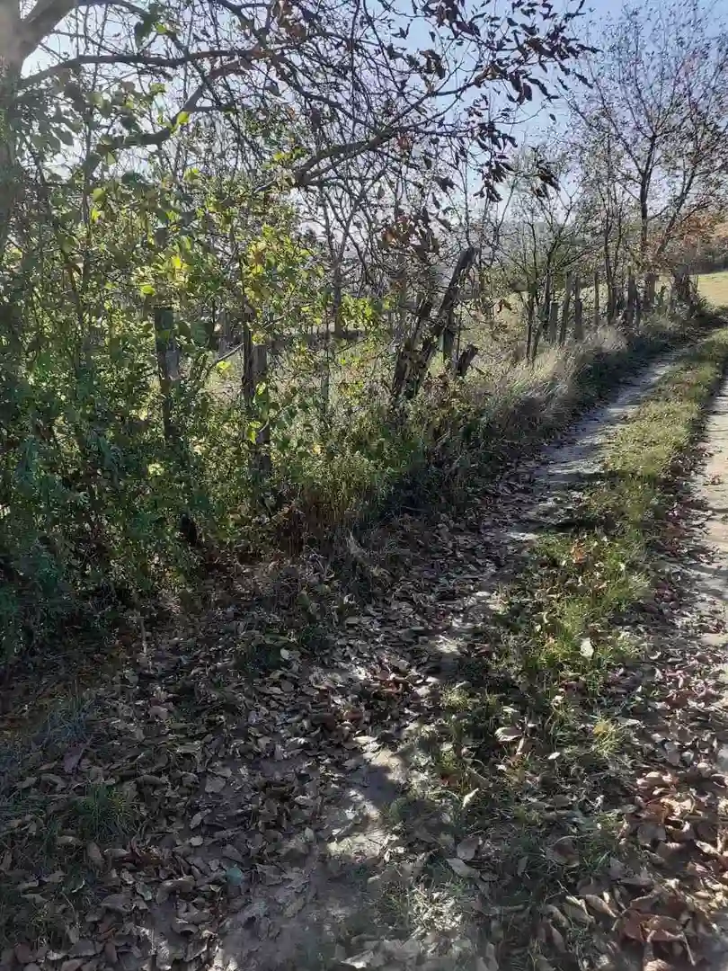 plac na prodaju Čerević 2926m2 488853
