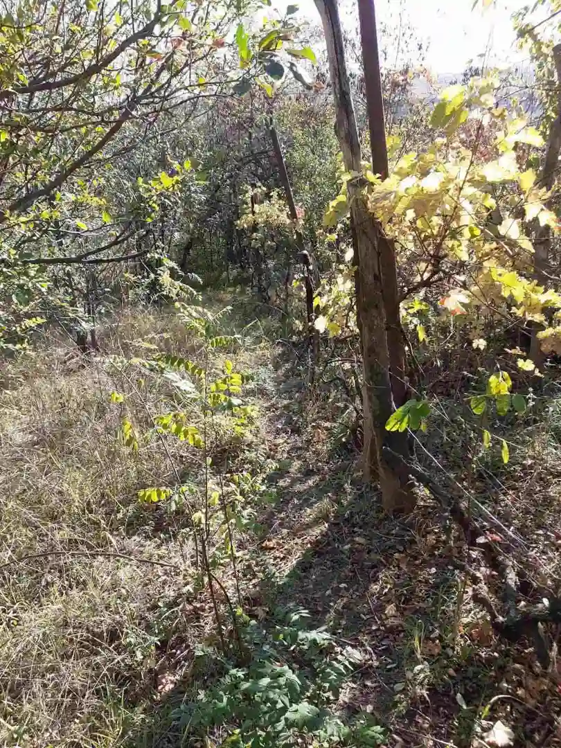 plac na prodaju Čerević 2926m2 488853
