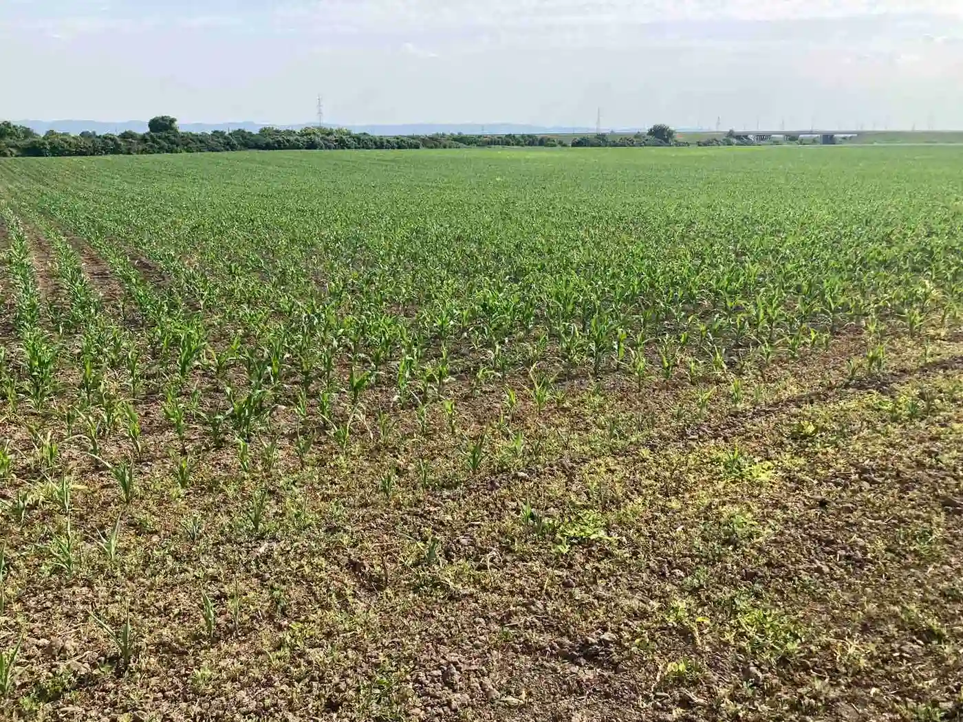 plac na prodaju Novi Sad, 4354m2 490505