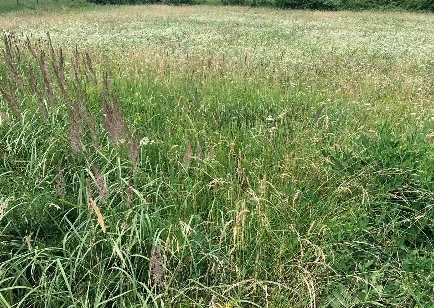 plac na prodaju Vrdnik 12000m2 401632