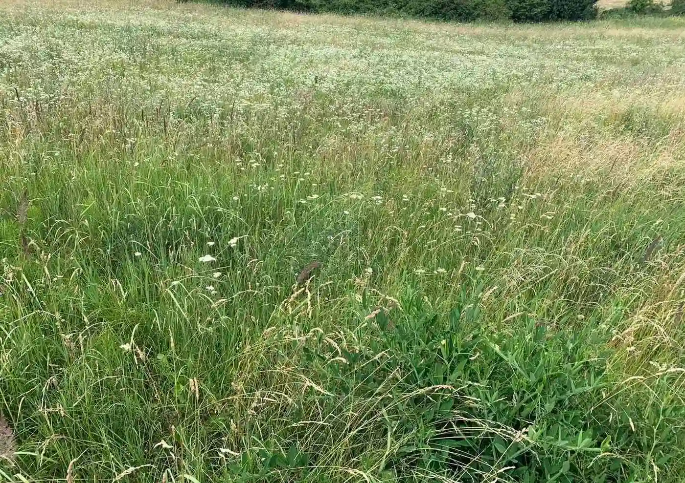 plac na prodaju Vrdnik 12000m2 401632