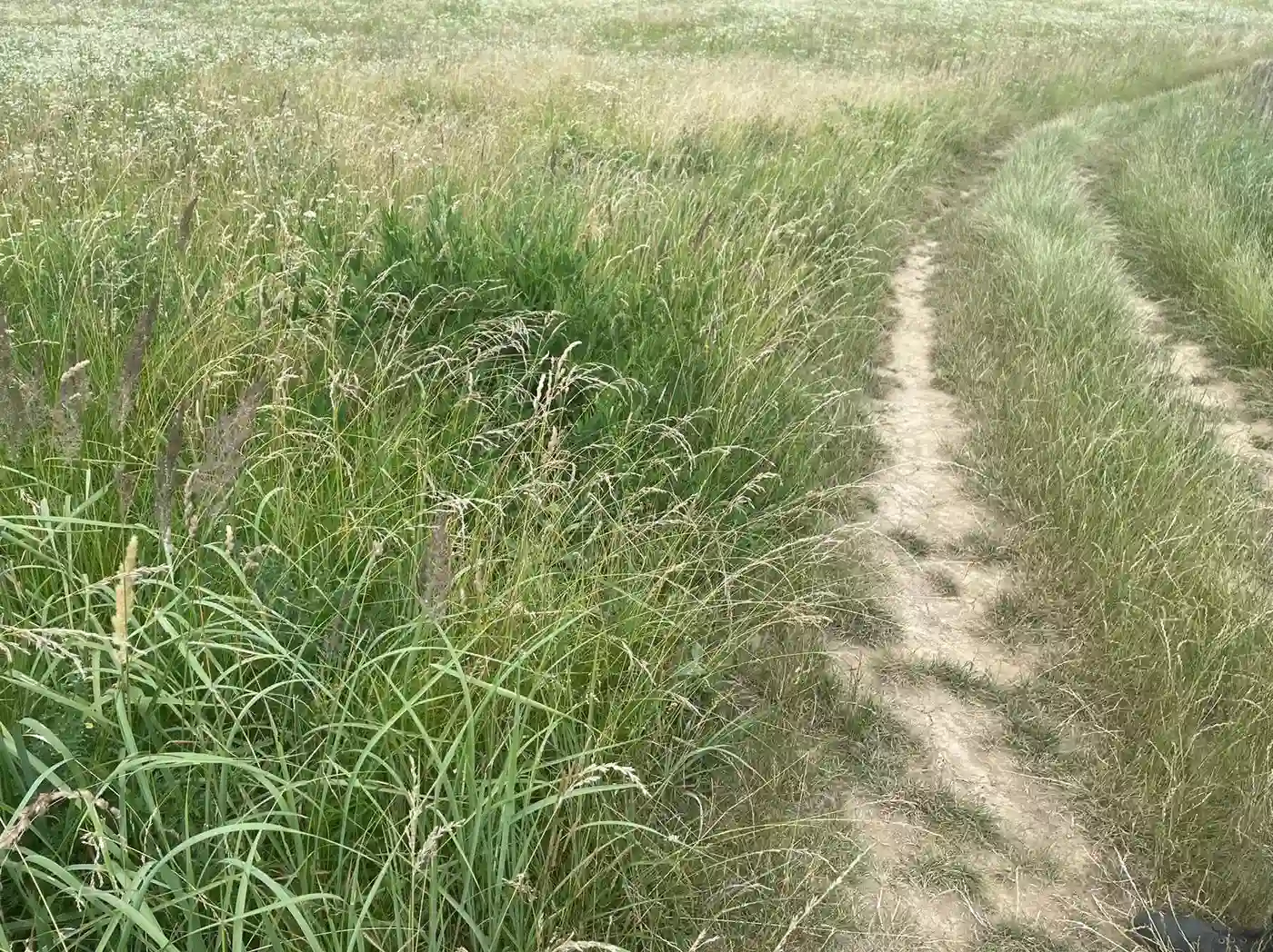 plac na prodaju Vrdnik 12000m2 401632