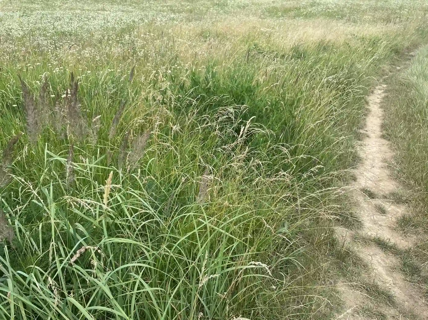 plac na prodaju Vrdnik 12000m2 401632