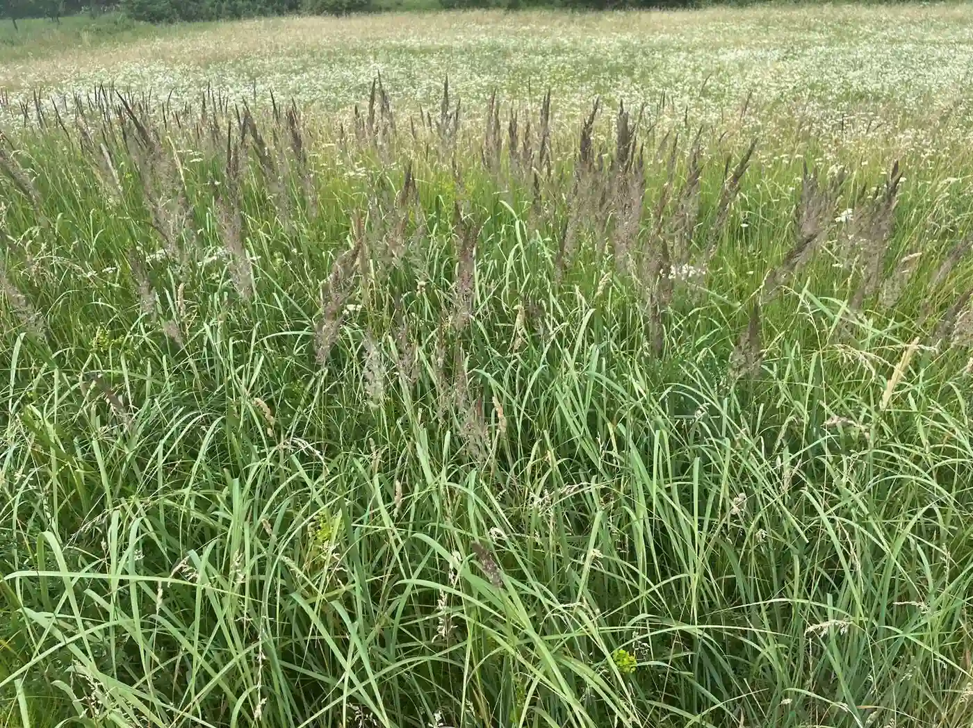 plac na prodaju Vrdnik 1351m2 401630