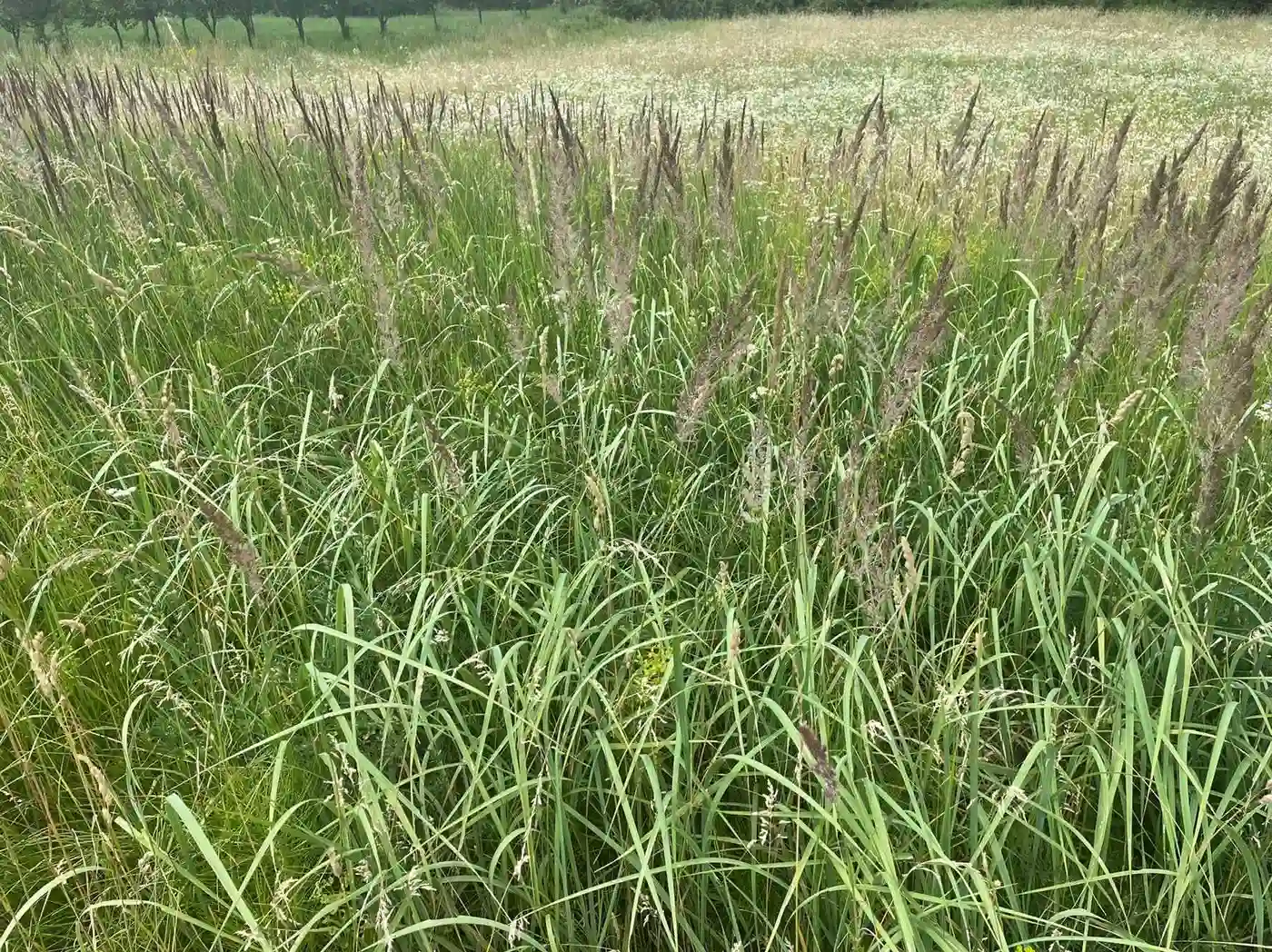 plac na prodaju Vrdnik 1351m2 401630