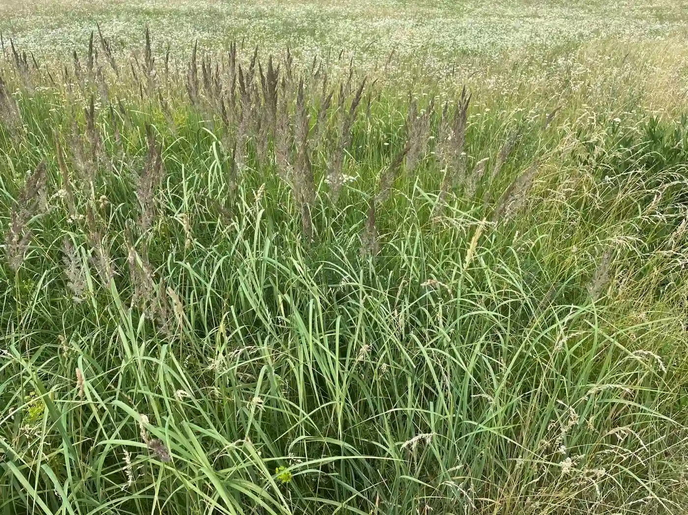 plac na prodaju Vrdnik 1351m2 401630