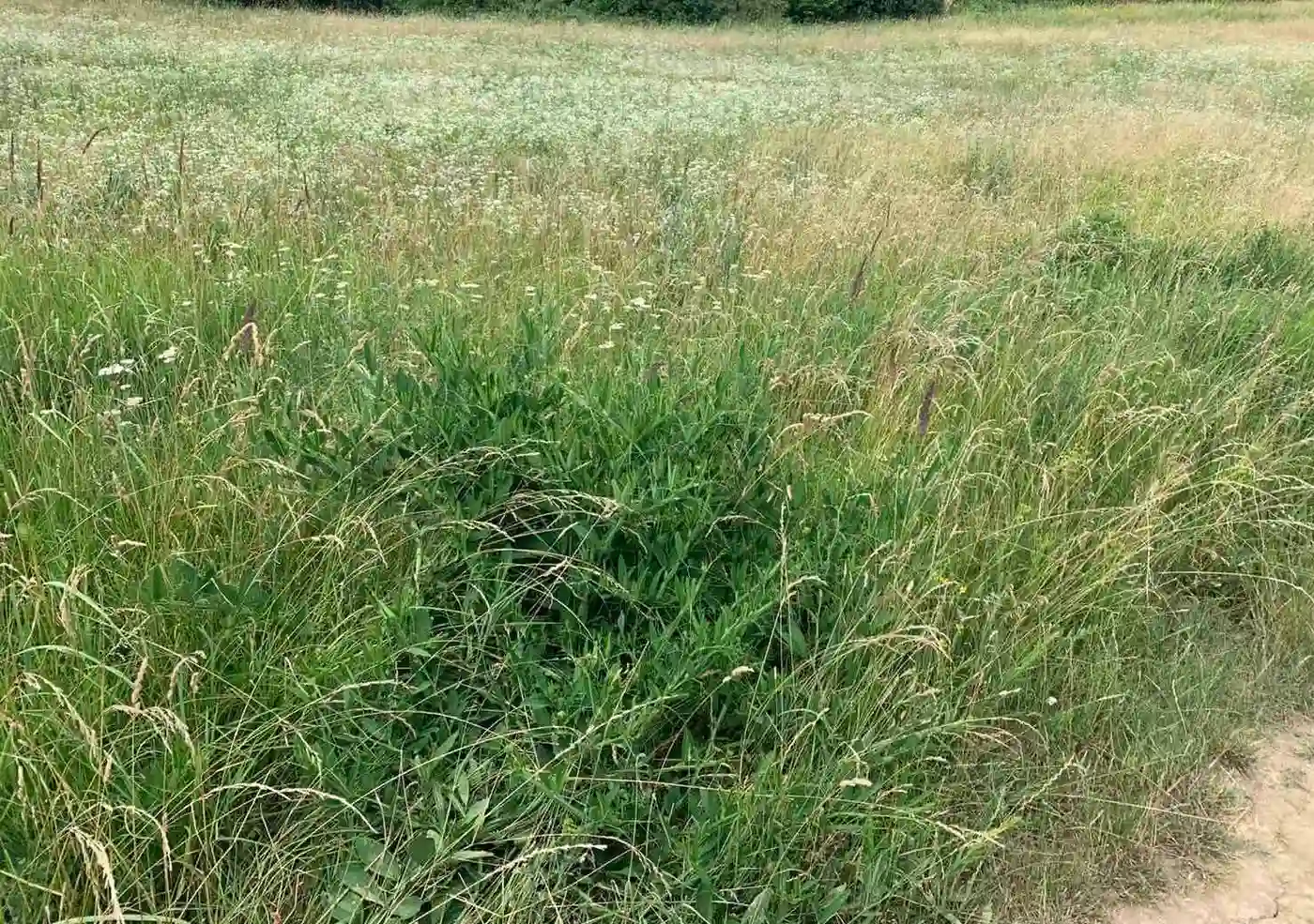 plac na prodaju Vrdnik 1351m2 401630