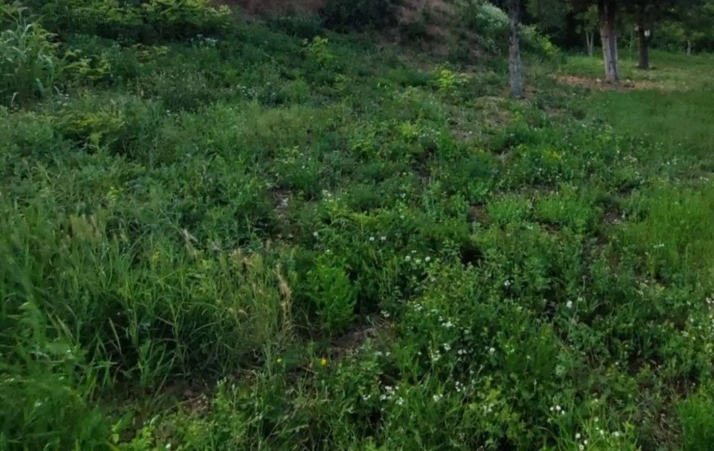 plac na prodaju Sremski Karlovci, 1850m2 494222