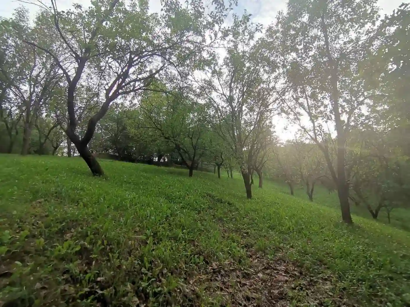 plac na prodaju Sremski Karlovci 2501m2 496508