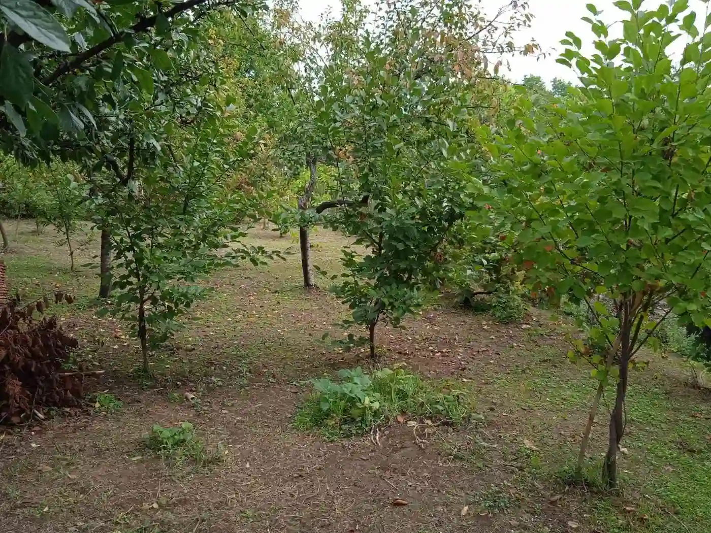 kuca na prodaju Petrovaradin 62m2 496873