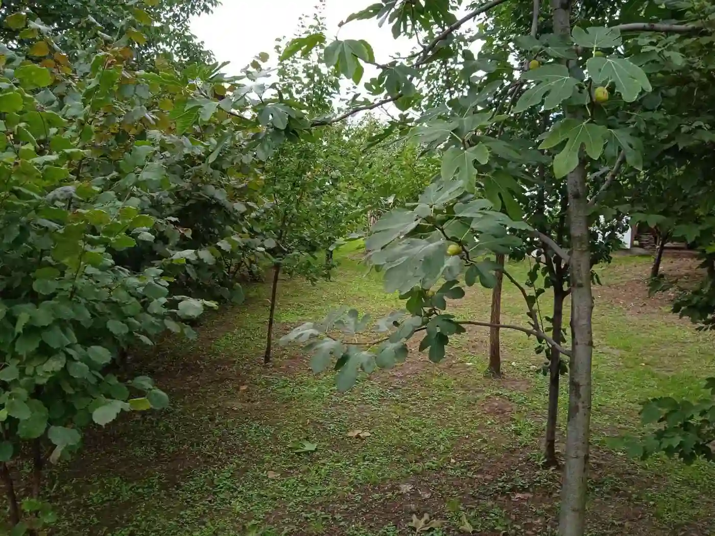 kuca na prodaju Petrovaradin 62m2 496873