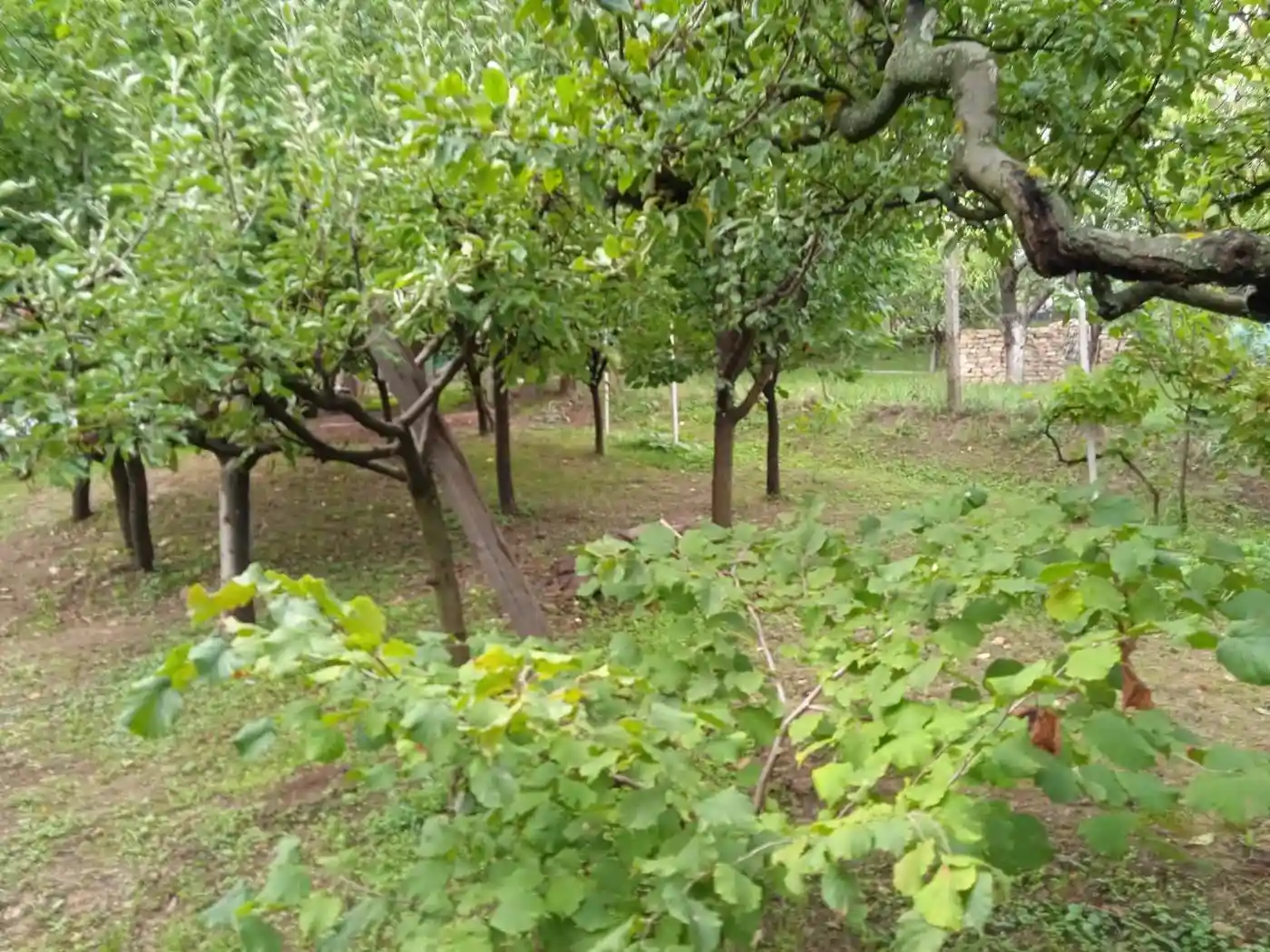 kuca na prodaju Petrovaradin 62m2 496873