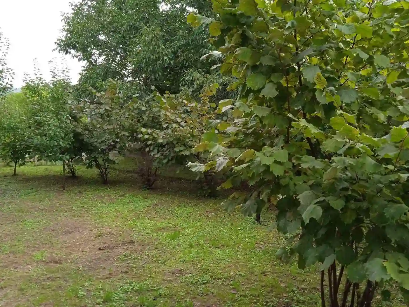 kuca na prodaju Petrovaradin 62m2 496873