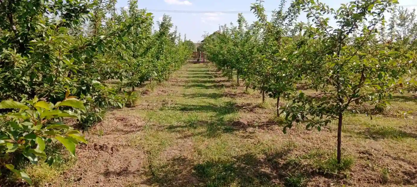 plac na prodaju Čortanovci 3794m2 511069