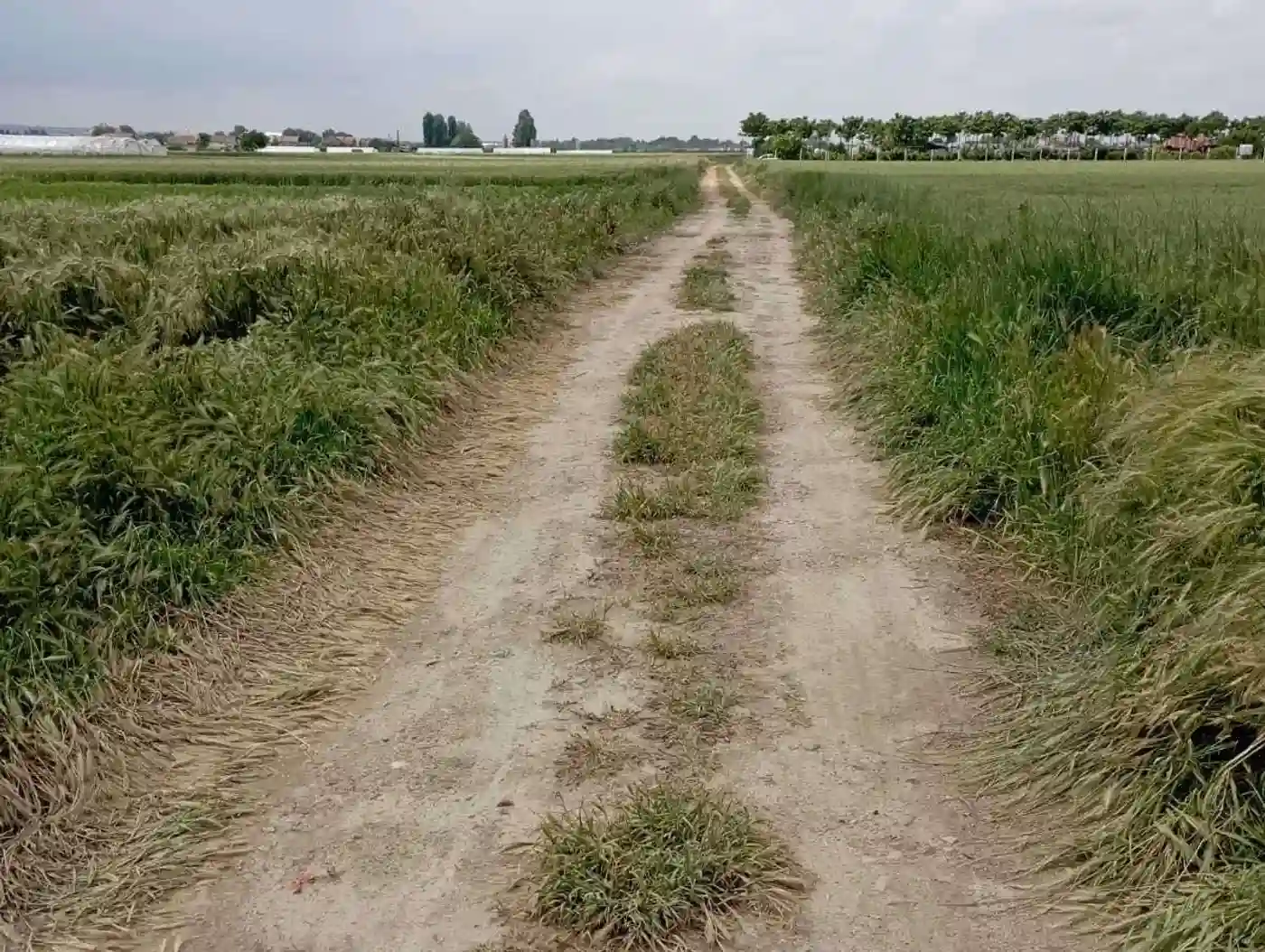 plac na prodaju Futog 647m2 511547