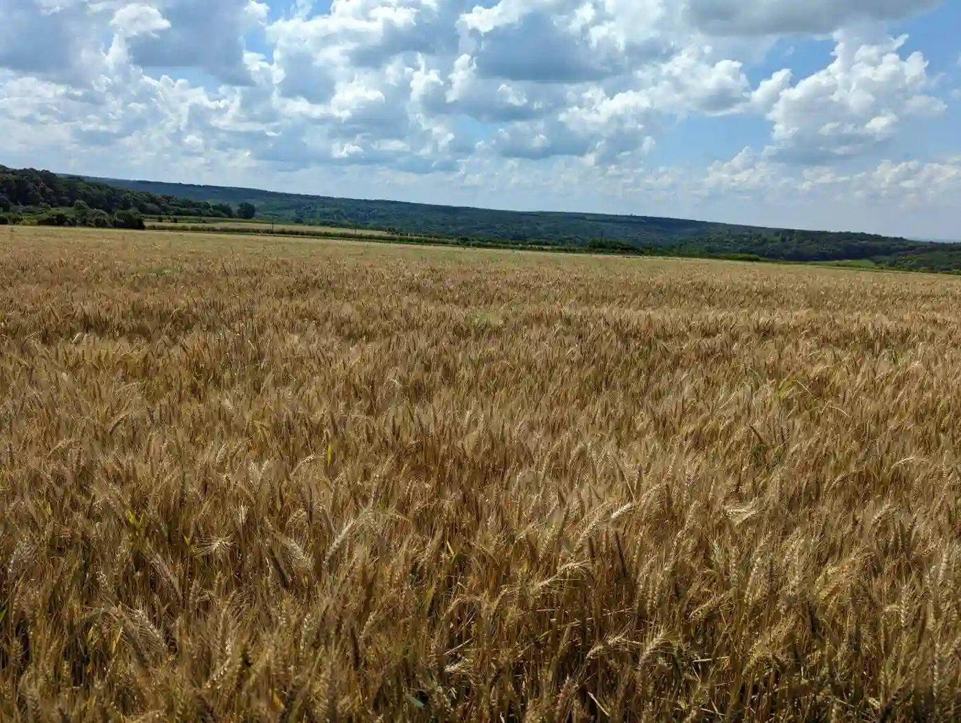 plac na prodaju Bačka Palanka 4269m2 513397