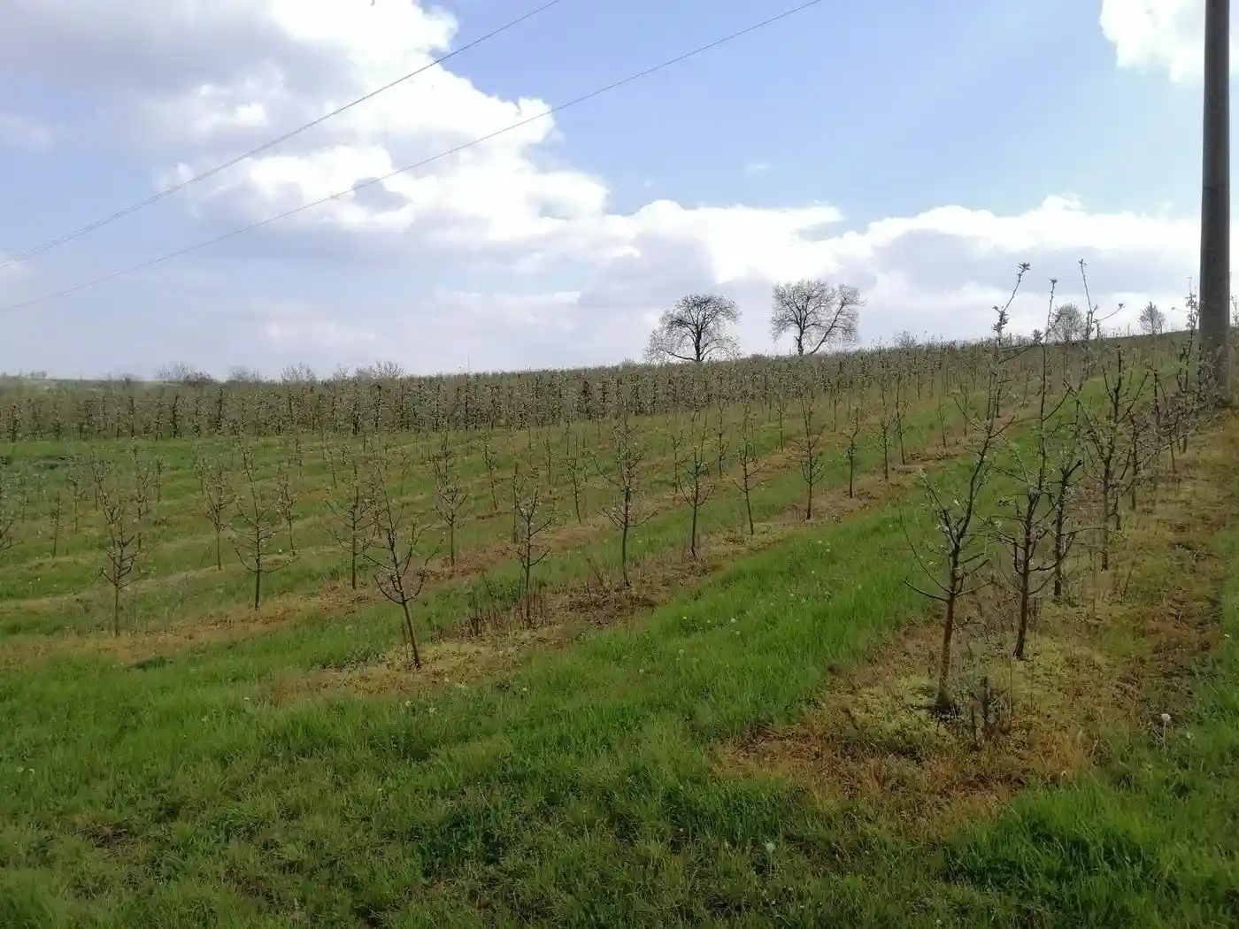 plac na prodaju Petrovaradin 4938m2 513600