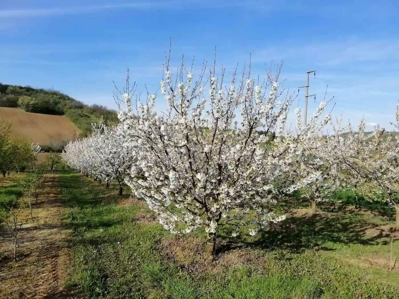 plac na prodaju Petrovaradin 4938m2 513600