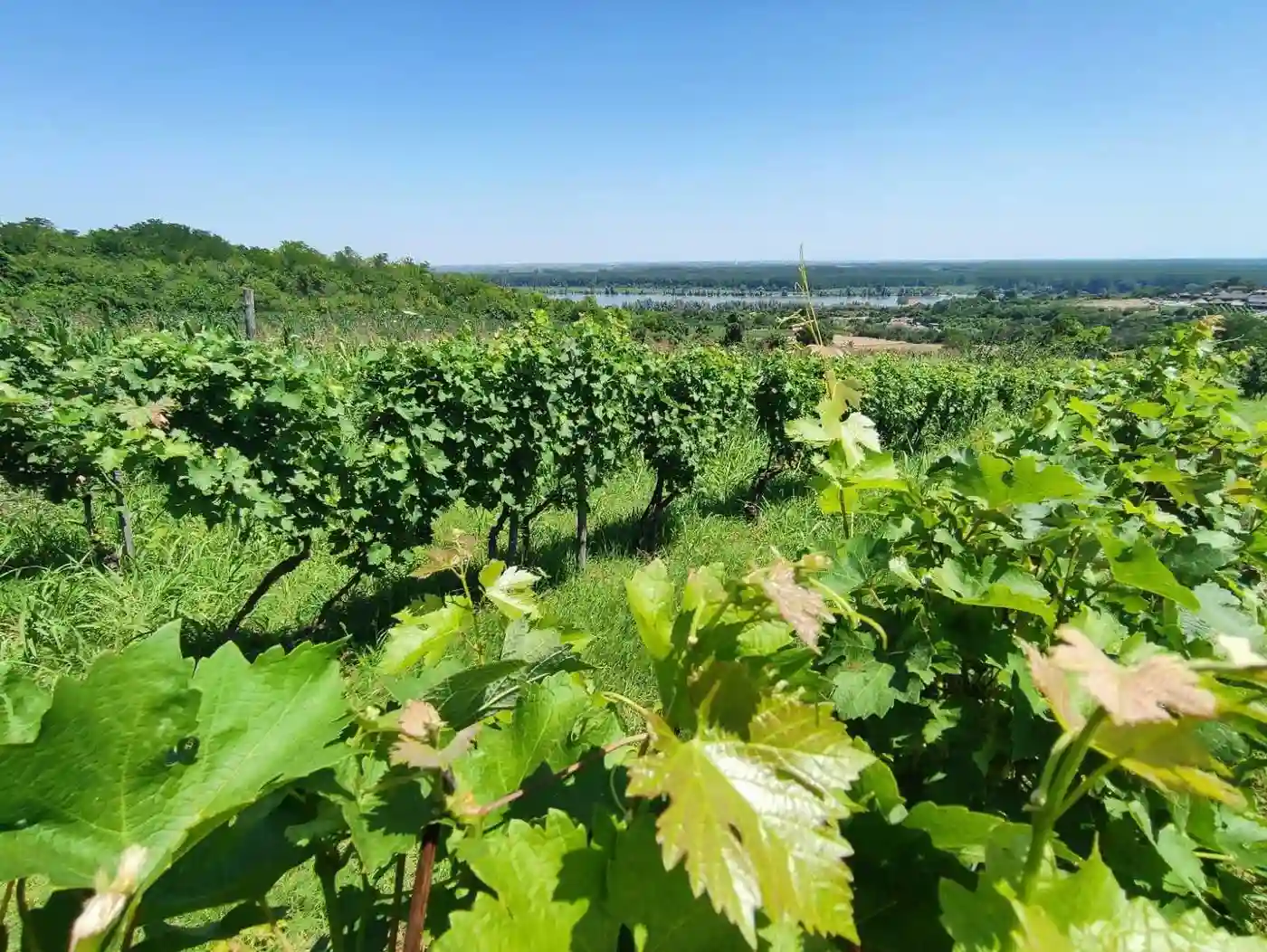 kuca na prodaju Sremski Karlovci 67m2 514141