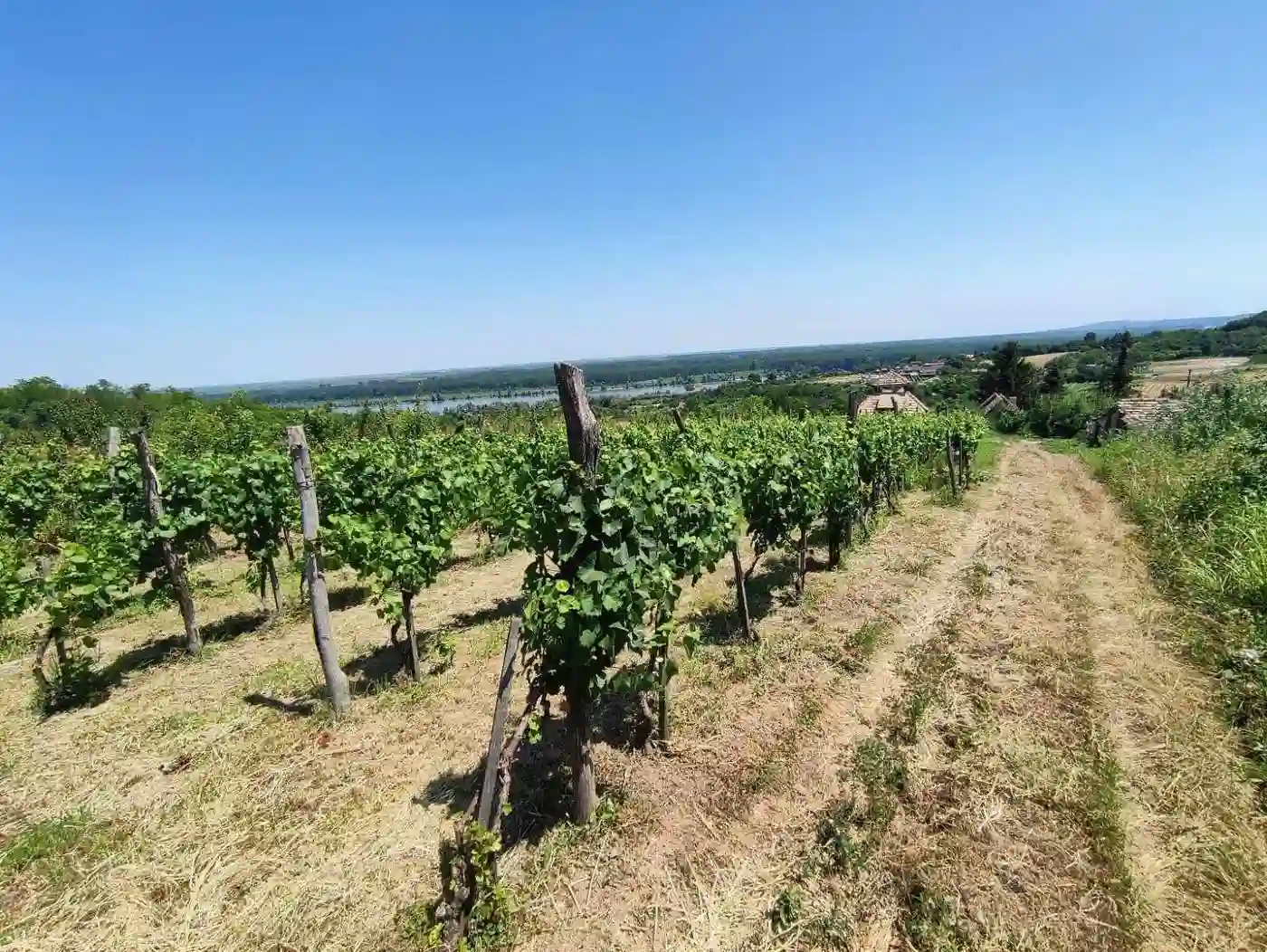 kuca na prodaju Sremski Karlovci, 67m2 514141