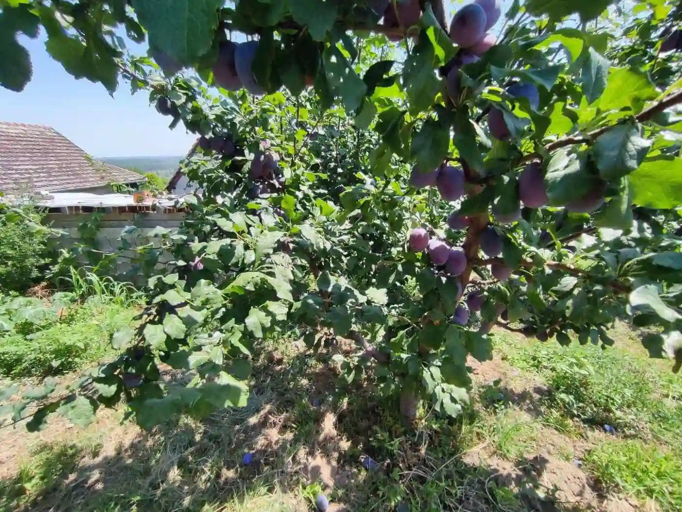 kuca na prodaju Sremski Karlovci 67m2 514141