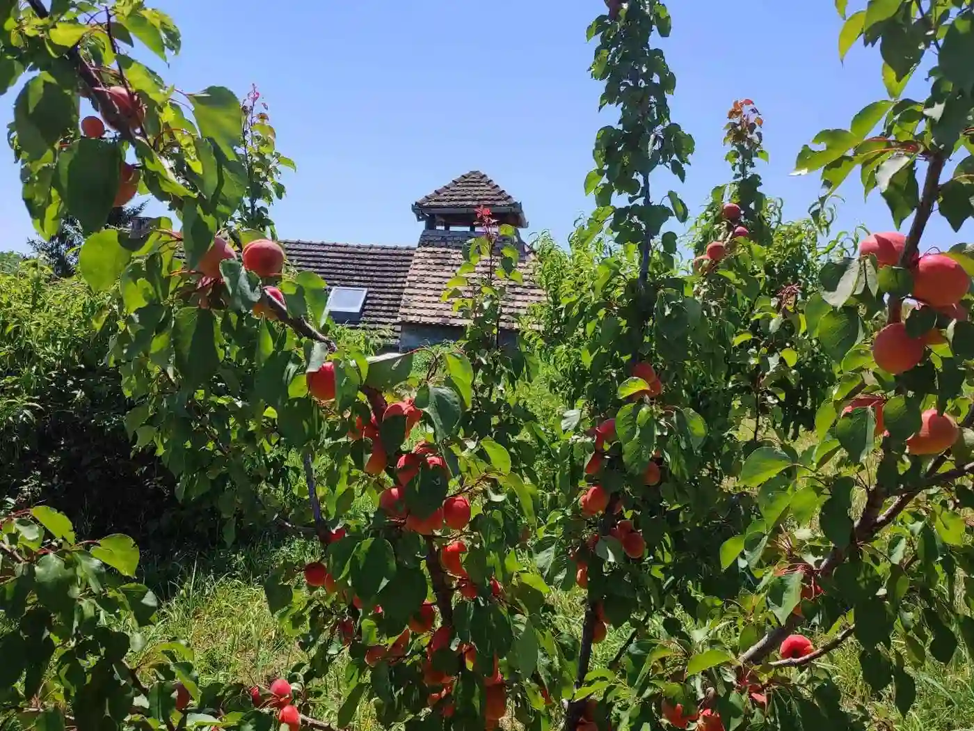 kuca na prodaju Sremski Karlovci 67m2 514141