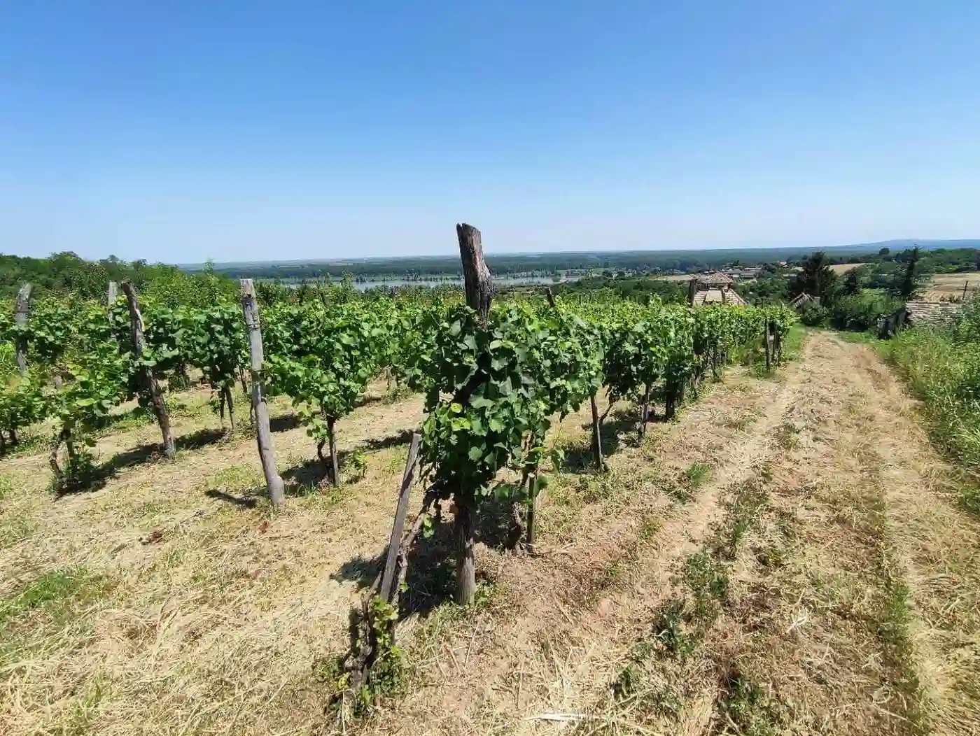 kuca na prodaju Sremski Karlovci 67m2 514141