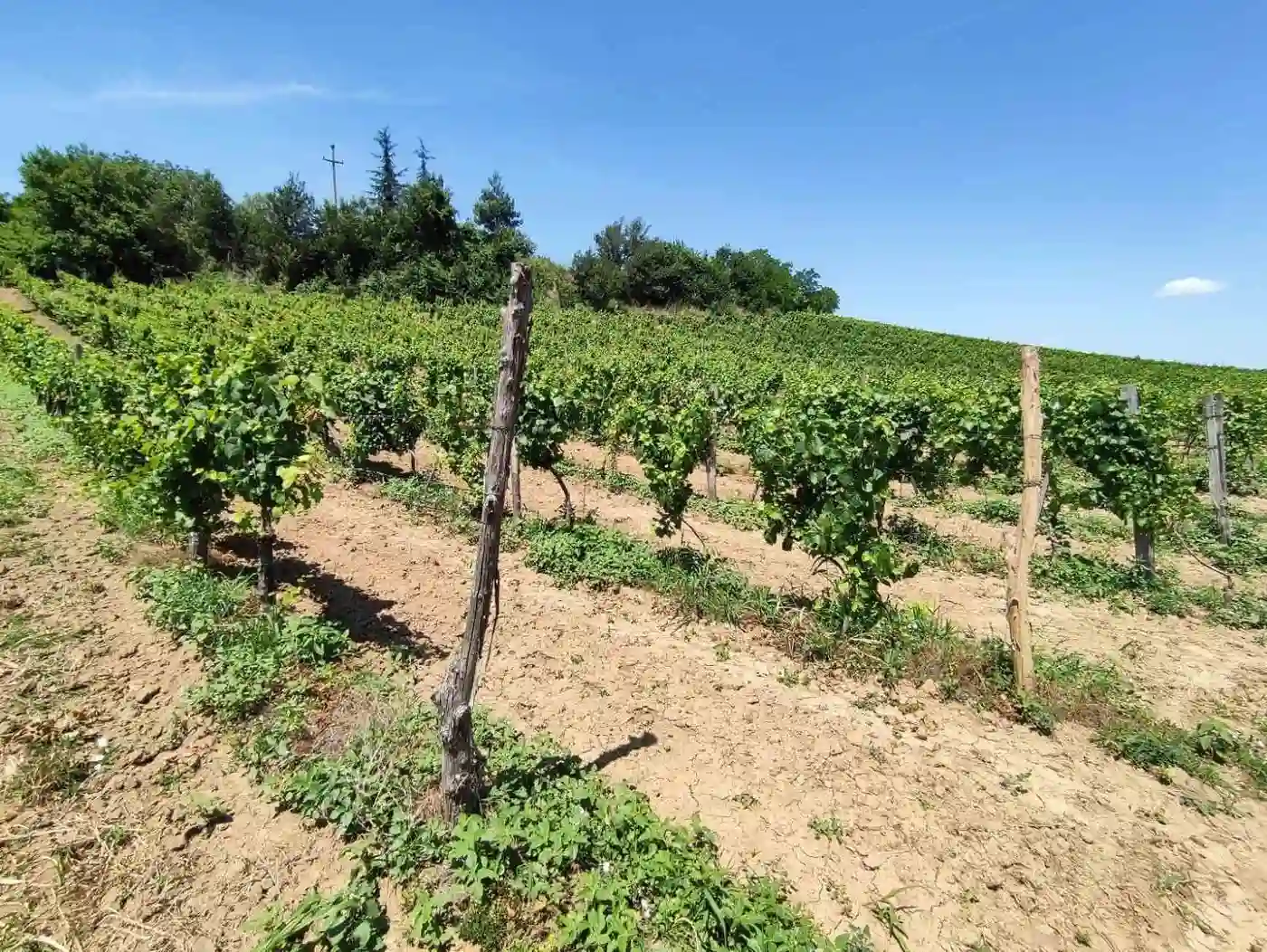 kuca na prodaju Sremski Karlovci 67m2 514141