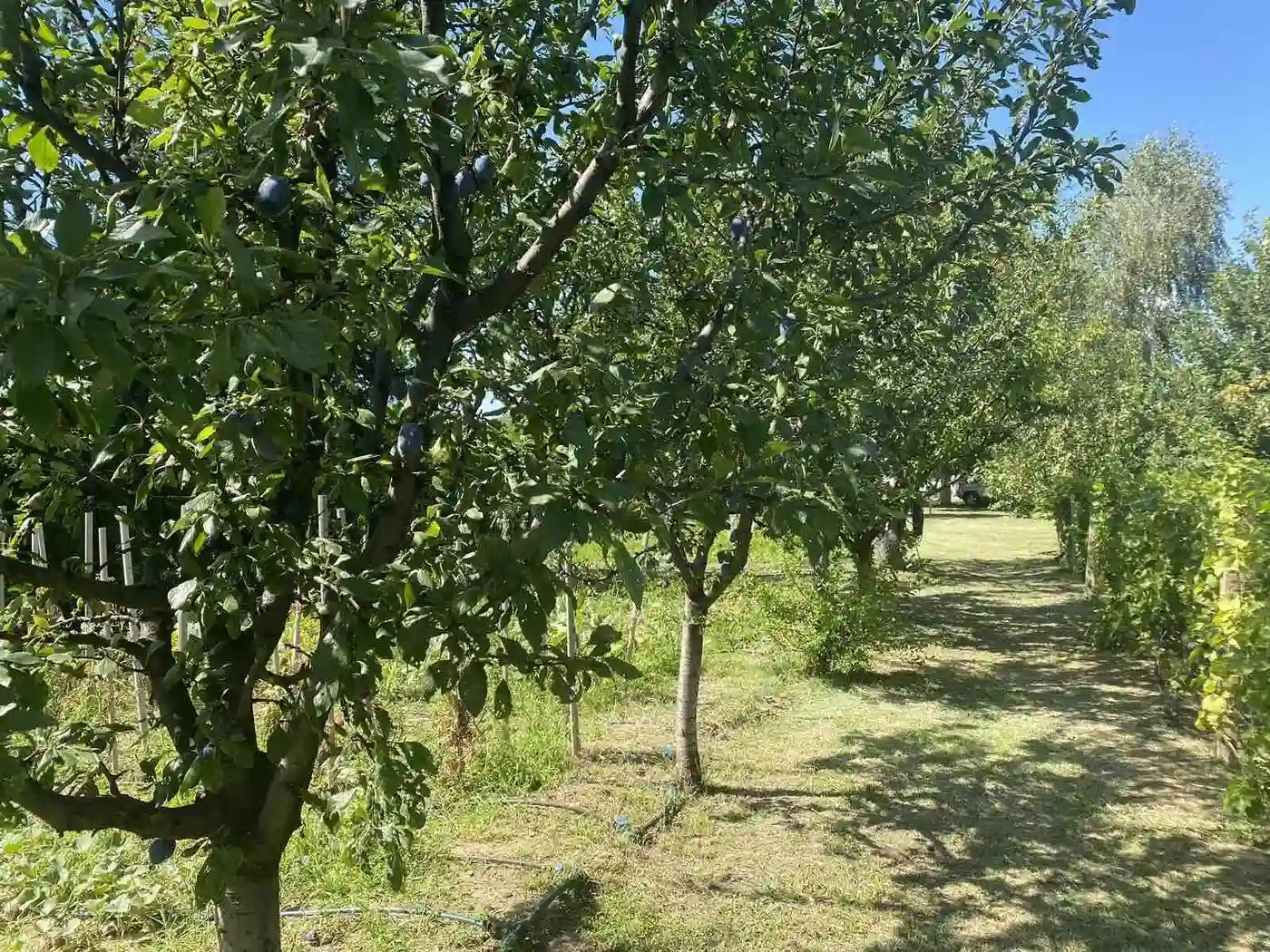 kuca na prodaju Čortanovci 144m2 516693