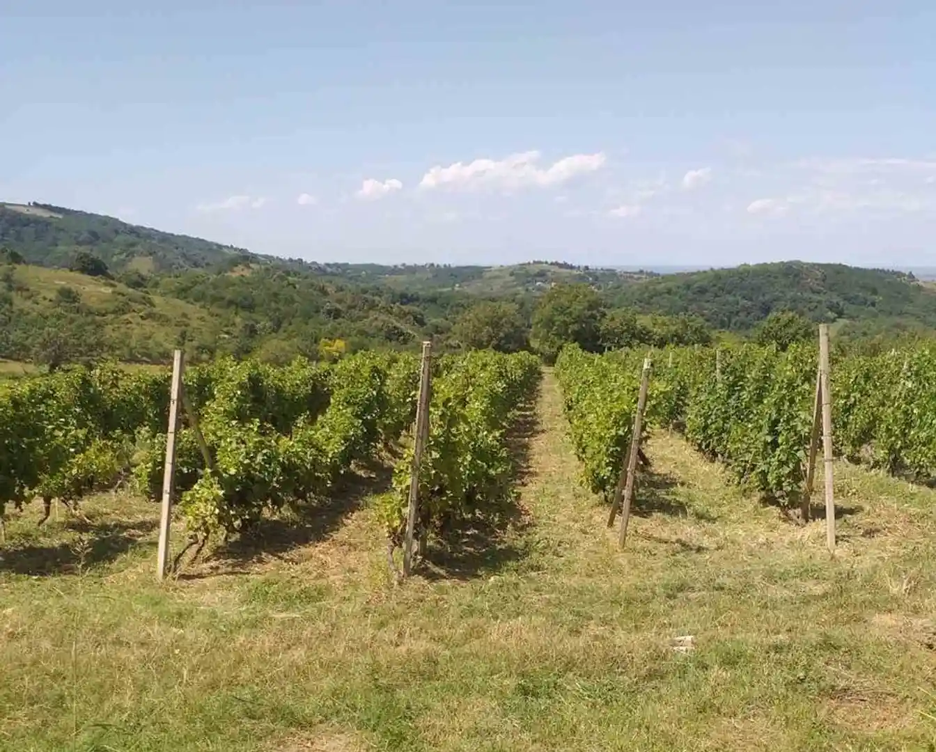 plac na prodaju Ledinci, 2964m2 516150