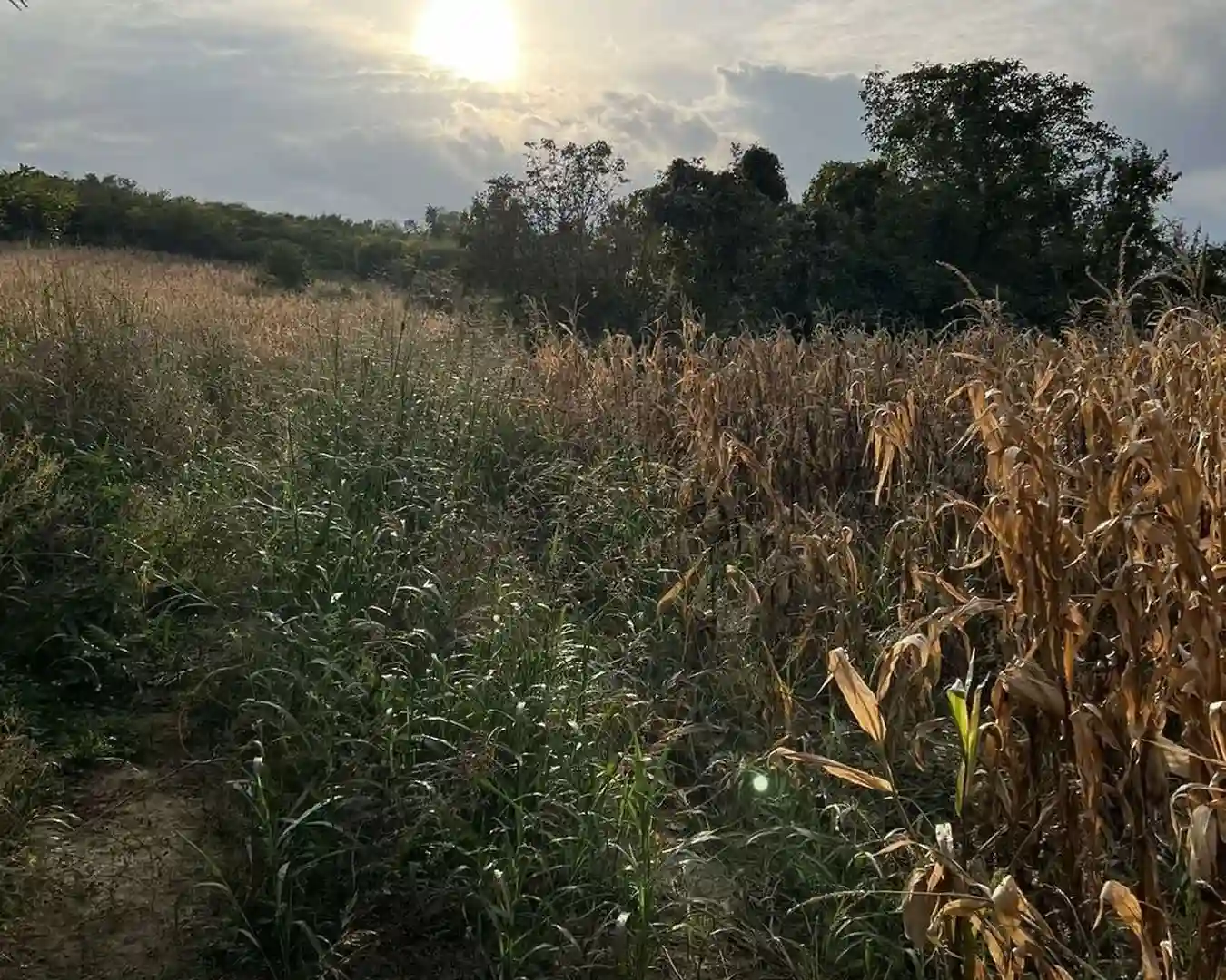 plac na prodaju Petrovaradin, 1635m2 517380