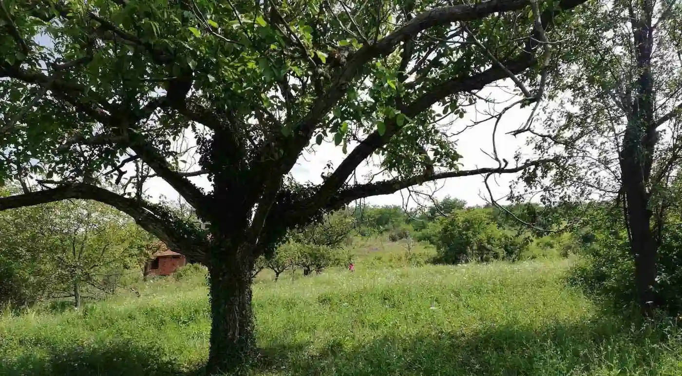 plac na prodaju Ledinci 4810m2 524335