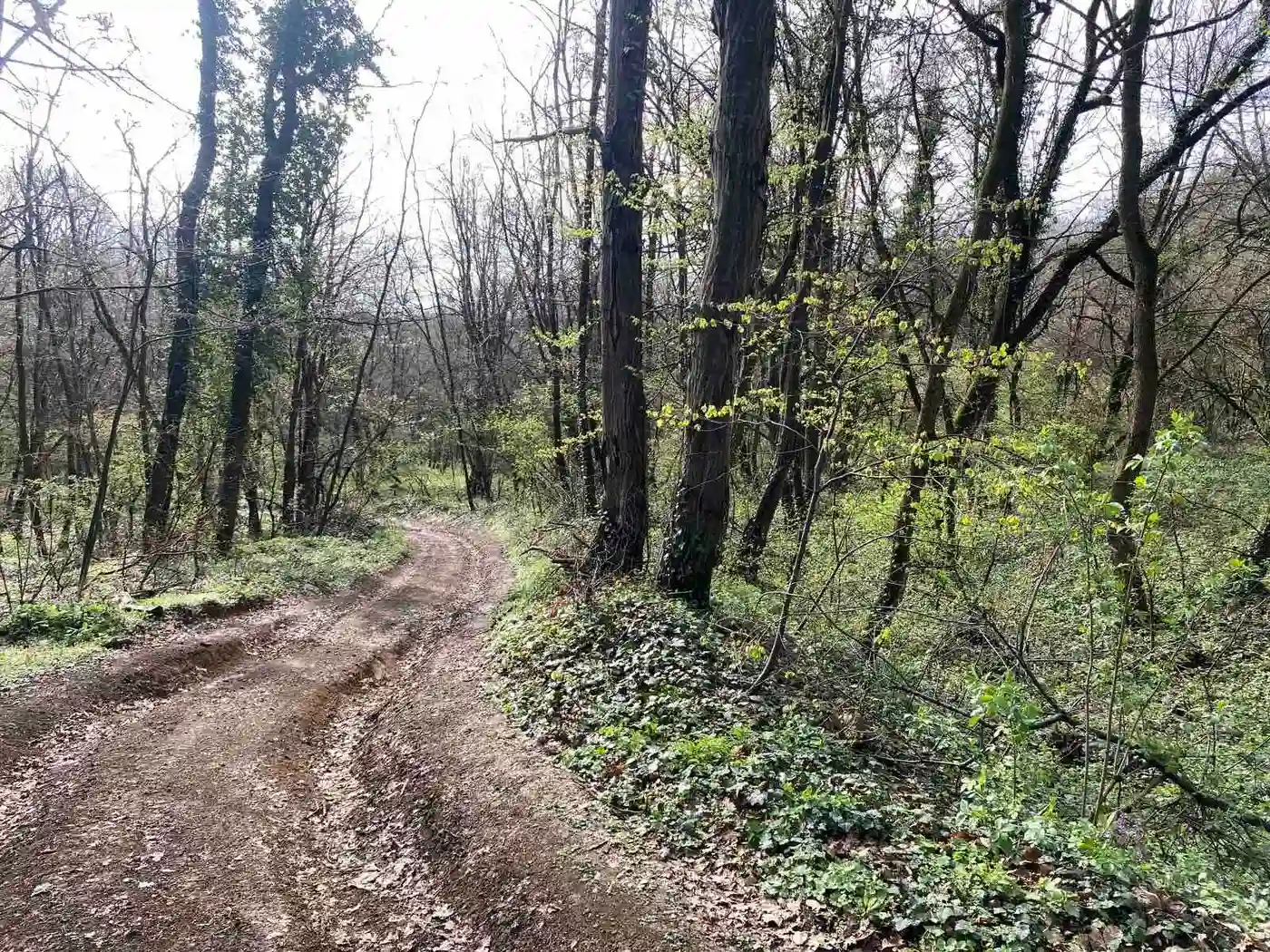 plac na prodaju Vrdnik 1403m2 525592