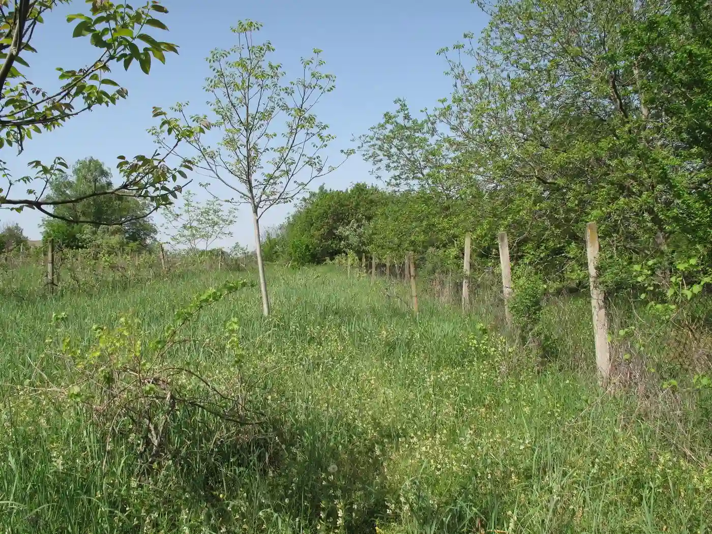 plac na prodaju Petrovaradin 1357m2 526080