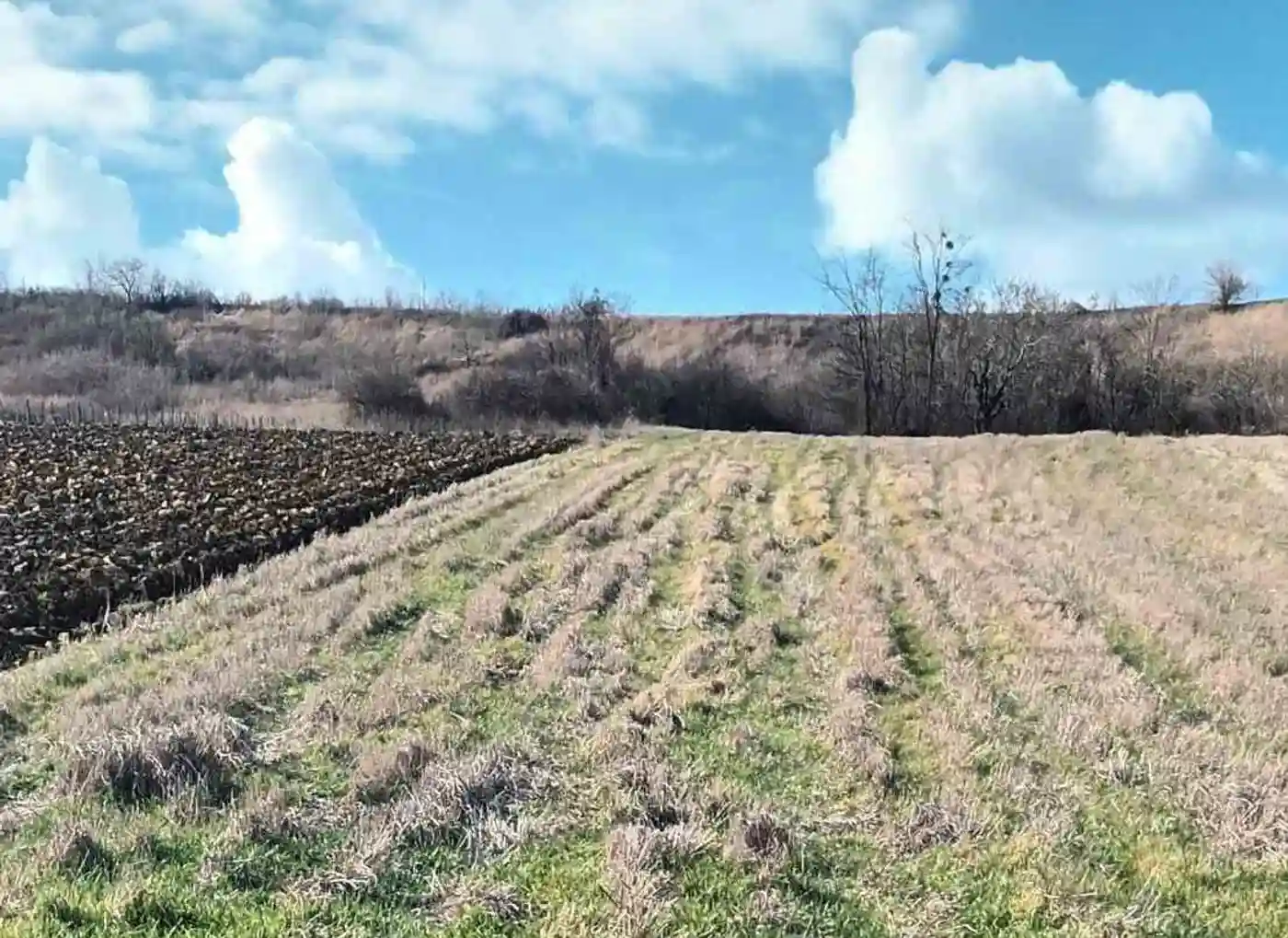 plac na prodaju Čerević, 7313m2 526436