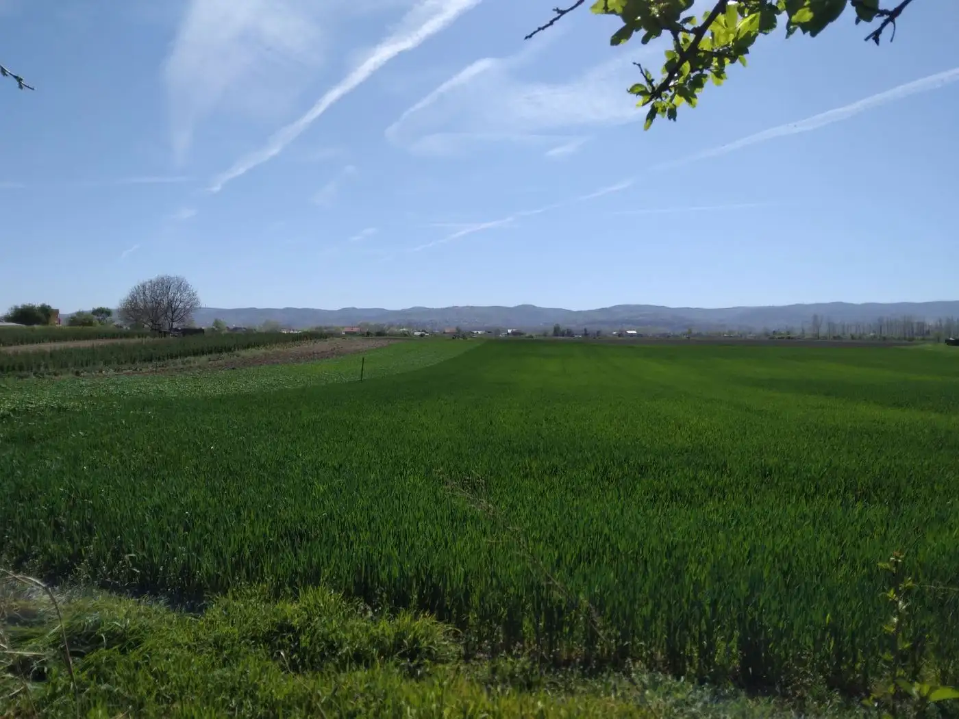 plac na prodaju Veternik, 1151m2 526482