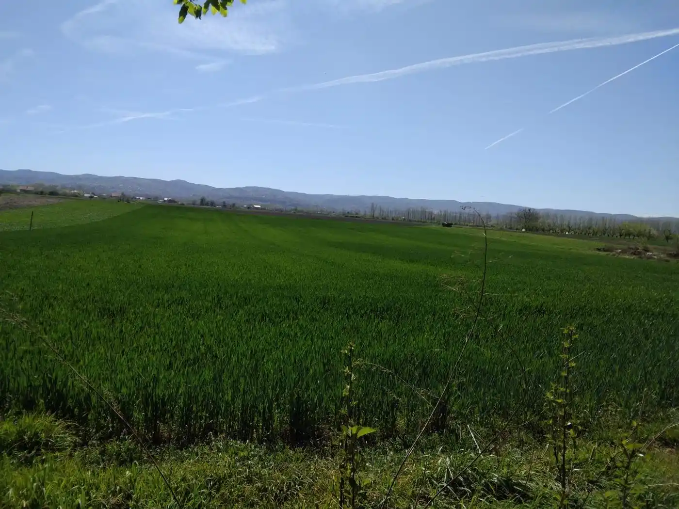 plac na prodaju Veternik 1151m2 526482