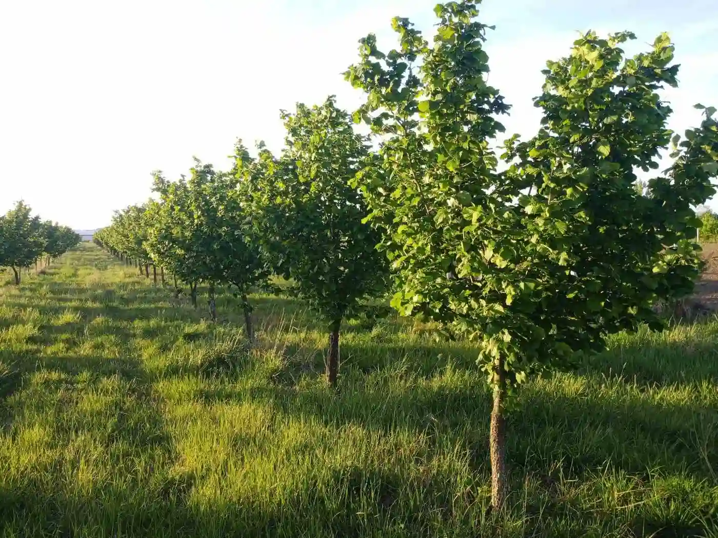 plac na prodaju Vrbas, 6425m2 527453