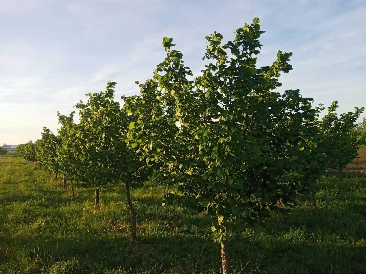 plac na prodaju Vrbas 6425m2 527453