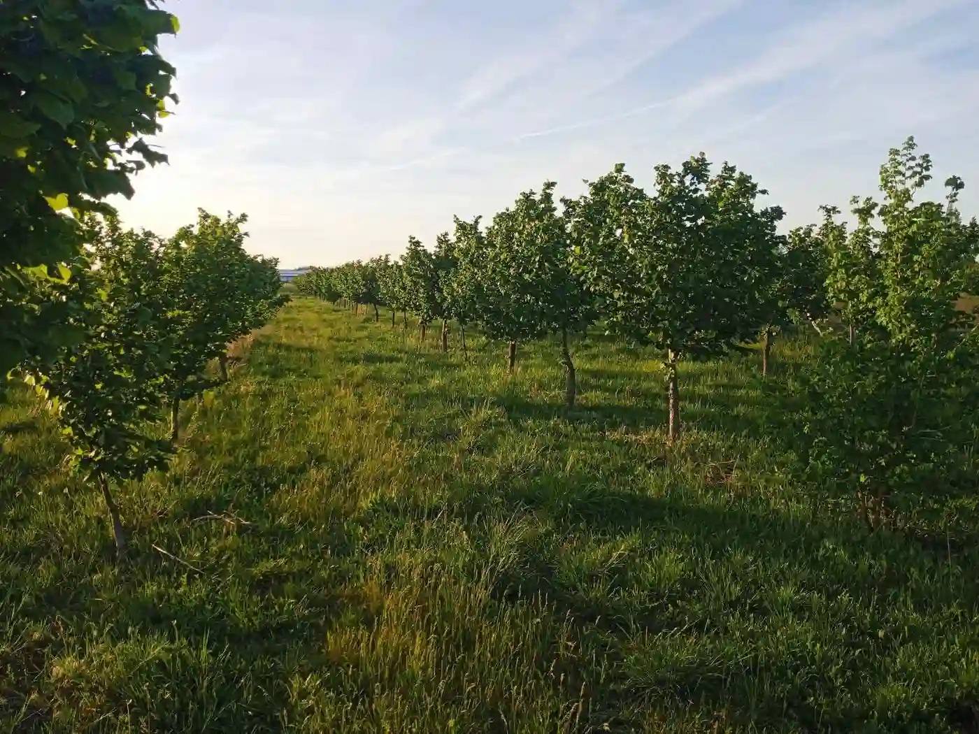 plac na prodaju Vrbas 6425m2 527453