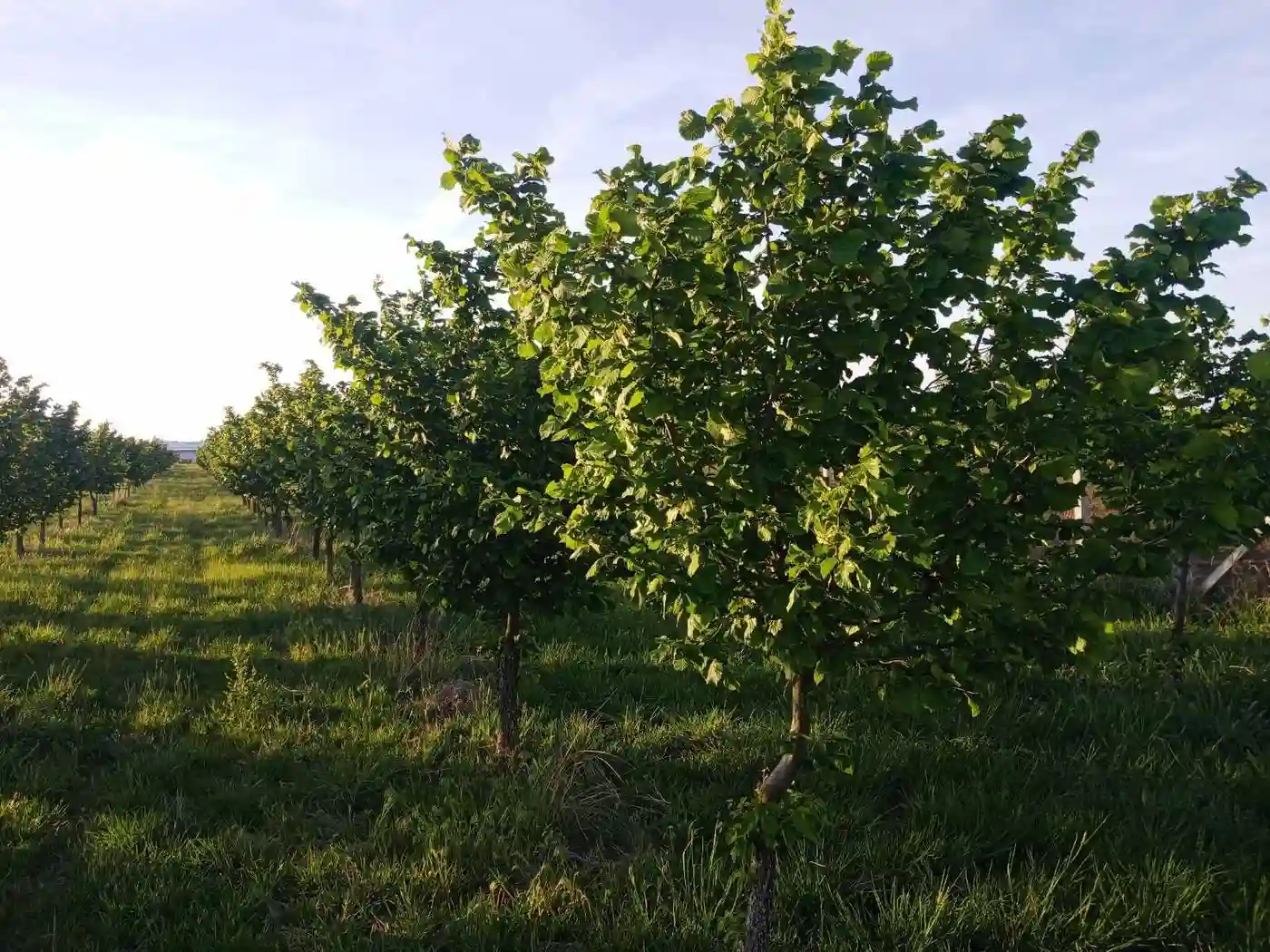 plac na prodaju Vrbas 6425m2 527453