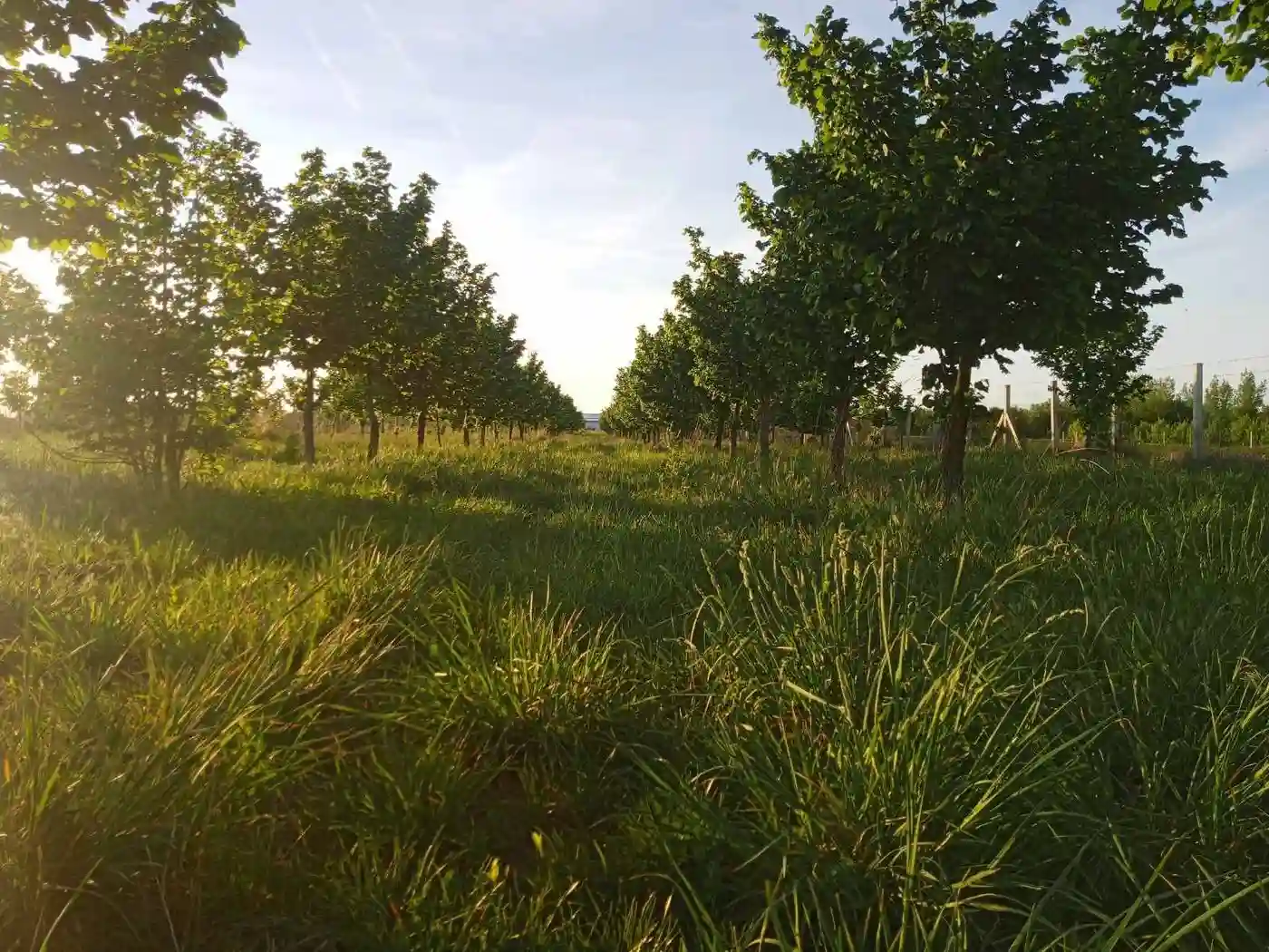 plac na prodaju Vrbas 6425m2 527453